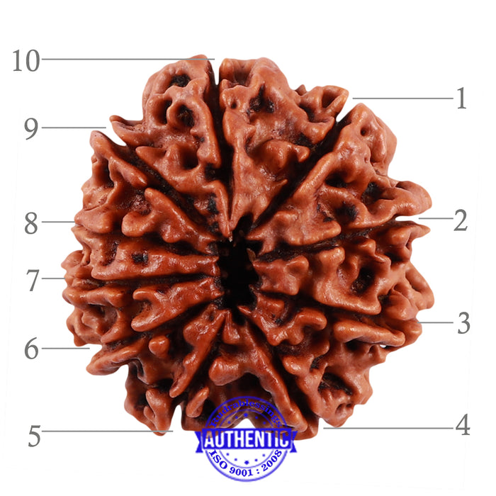 10 Mukhi Nepalese Rudraksha - Bead No. 168