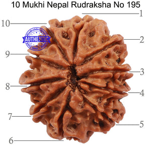 10 Mukhi Nepalese Rudraksha - Bead No 195