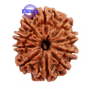 10 Mukhi Nepalese Rudraksha - Bead No 195