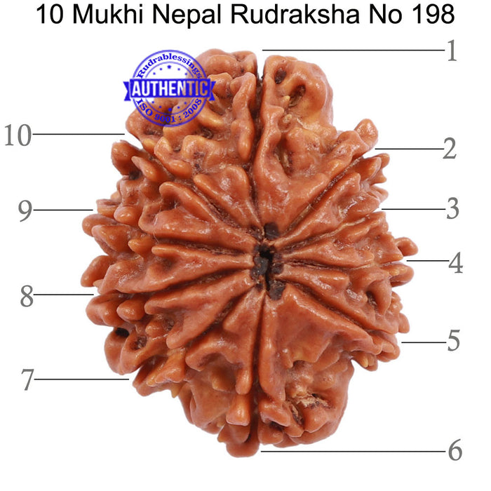 10 Mukhi Nepalese Rudraksha - Bead No 198
