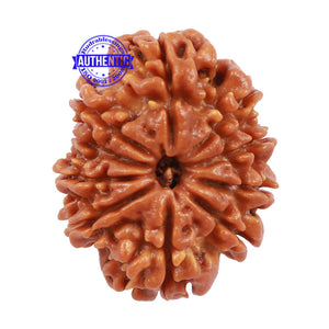10 Mukhi Nepalese Rudraksha - Bead No 198