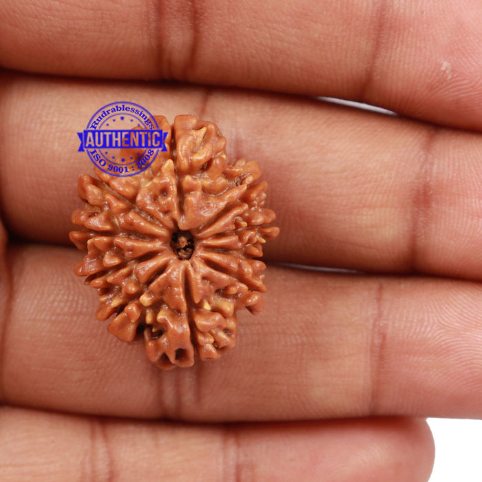 10 Mukhi Nepalese Rudraksha - Bead No 198