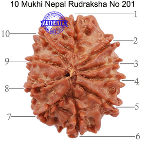 10 Mukhi Nepalese Rudraksha - Bead No 201