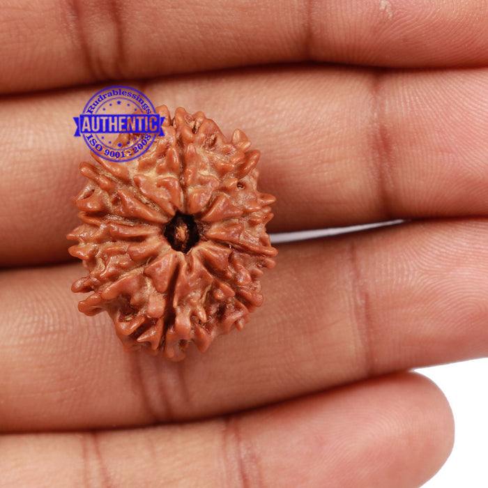 10 Mukhi Nepalese Rudraksha - Bead No 201