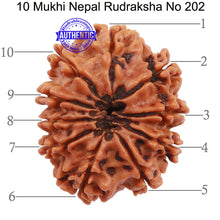 Load image into Gallery viewer, 10 Mukhi Nepalese Rudraksha - Bead No 202
