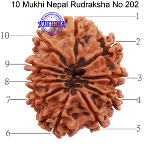 10 Mukhi Nepalese Rudraksha - Bead No 202