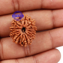 Load image into Gallery viewer, 10 Mukhi Nepalese Rudraksha - Bead No 202
