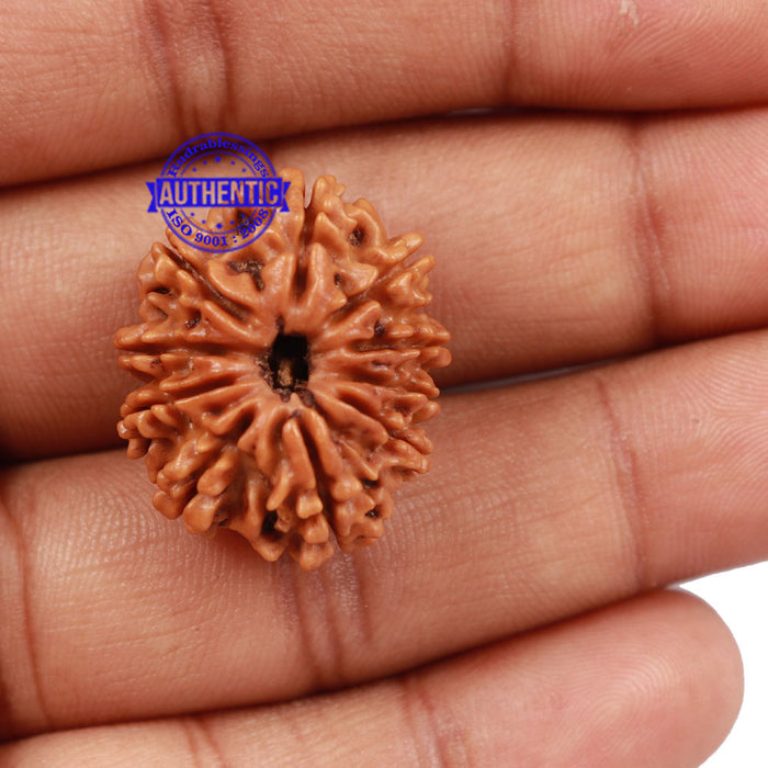 10 Mukhi Nepalese Rudraksha - Bead No 202