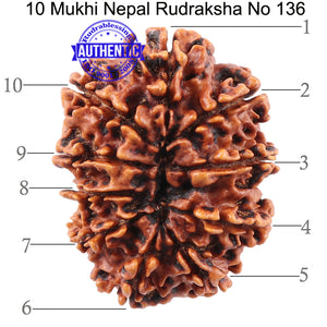 10 Mukhi Nepalese Rudraksha - Bead No. 136