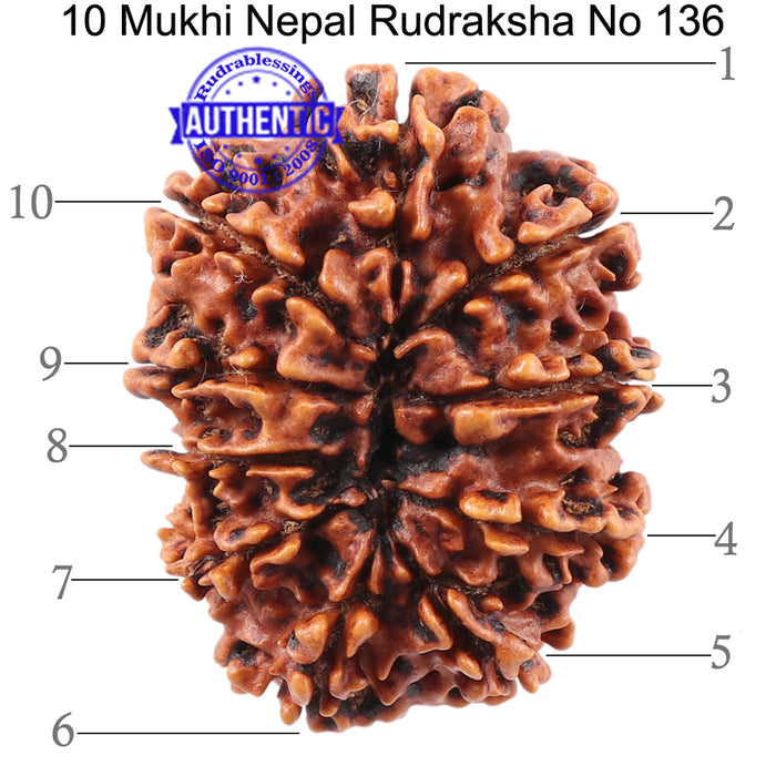 10 Mukhi Nepalese Rudraksha - Bead No. 136