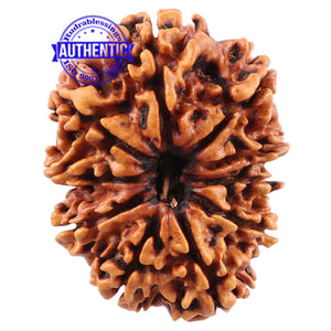 10 Mukhi Nepalese Rudraksha - Bead No. 136