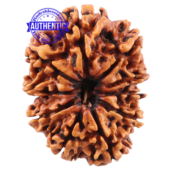 10 Mukhi Nepalese Rudraksha - Bead No. 136