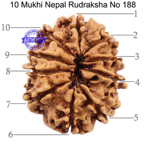 10 Mukhi Nepalese Rudraksha - Bead No 188