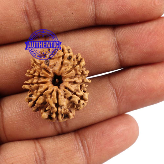 10 Mukhi Nepalese Rudraksha - Bead No 188
