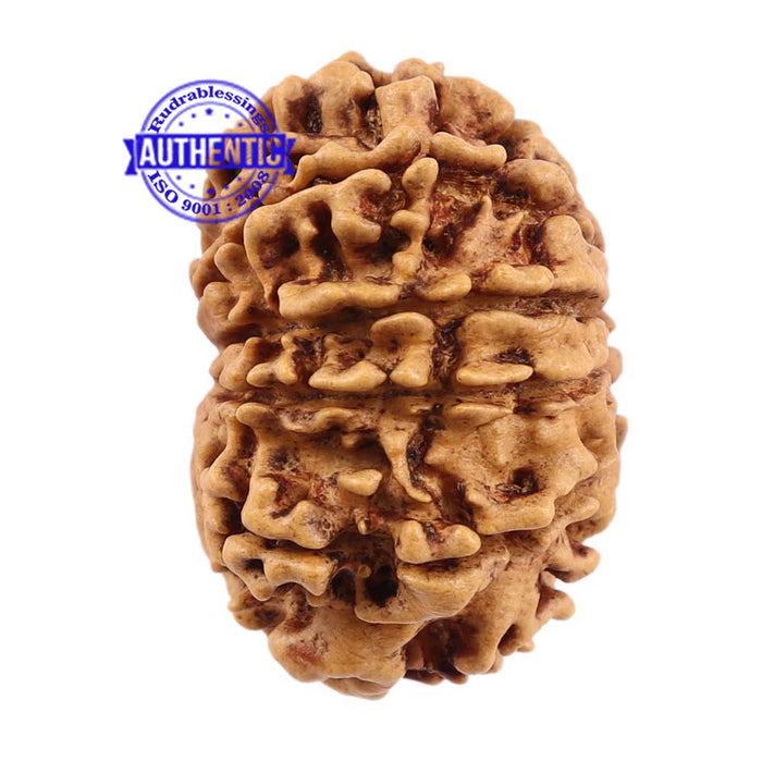 10 Mukhi Nepalese Rudraksha - Bead No 188