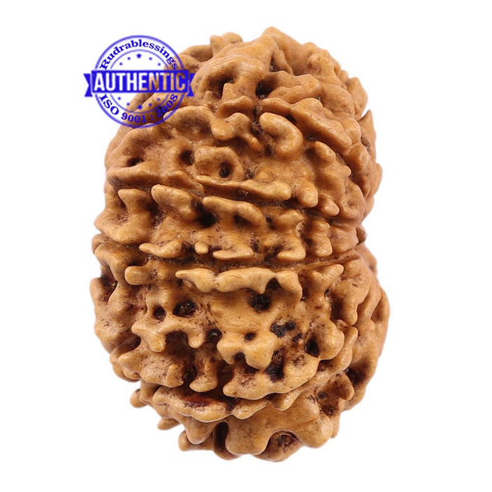 10 Mukhi Nepalese Rudraksha - Bead No 188