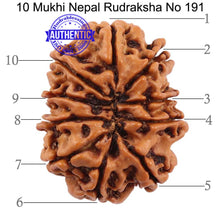 Load image into Gallery viewer, 10 Mukhi Nepalese Rudraksha - Bead No 191

