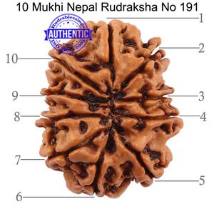 10 Mukhi Nepalese Rudraksha - Bead No 191