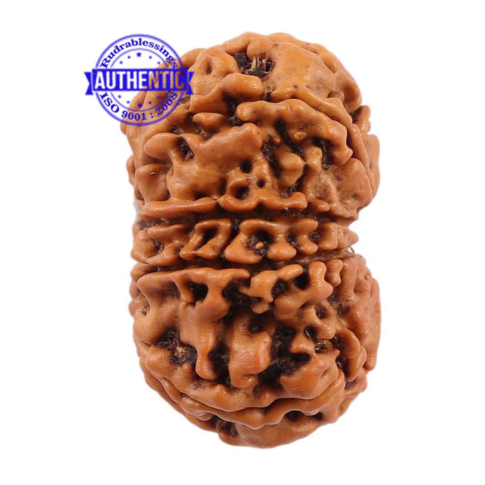 10 Mukhi Nepalese Rudraksha - Bead No 191