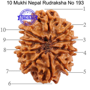 10 Mukhi Nepalese Rudraksha - Bead No 193