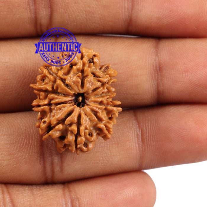 10 Mukhi Nepalese Rudraksha - Bead No 193