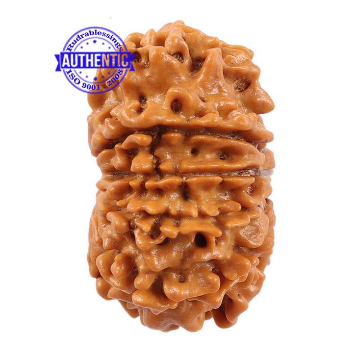 10 Mukhi Nepalese Rudraksha - Bead No 193