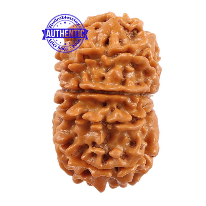 10 Mukhi Nepalese Rudraksha - Bead No 193