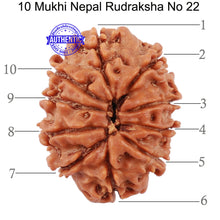 Load image into Gallery viewer, 10 Mukhi Nepalese Rudraksha - Bead No 22
