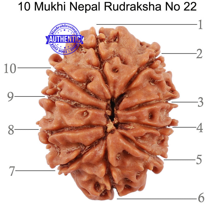 10 Mukhi Nepalese Rudraksha - Bead No 22