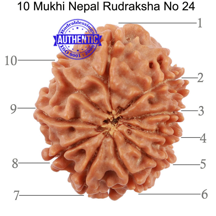 10 Mukhi Nepalese Rudraksha - Bead No 24