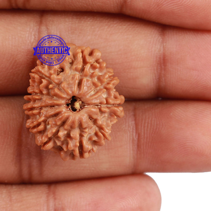 10 Mukhi Nepalese Rudraksha - Bead No 24