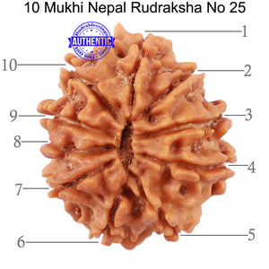 10 Mukhi Nepalese Rudraksha - Bead No 25