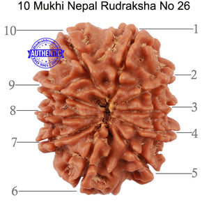 10 Mukhi Nepalese Rudraksha - Bead No. 26