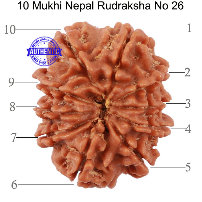 10 Mukhi Nepalese Rudraksha - Bead No. 26