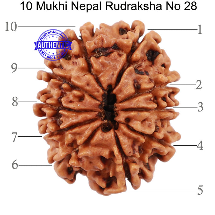 10 Mukhi Nepalese Rudraksha - Bead No 28
