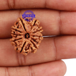 10 Mukhi Nepalese Rudraksha - Bead No 28