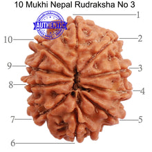 Load image into Gallery viewer, 10 Mukhi Nepalese Rudraksha - Bead No. 3
