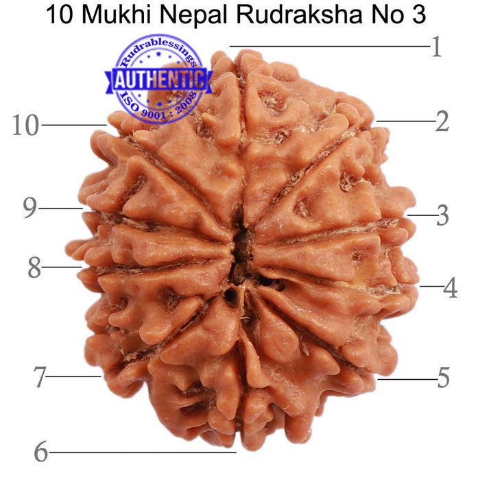 10 Mukhi Nepalese Rudraksha - Bead No. 3