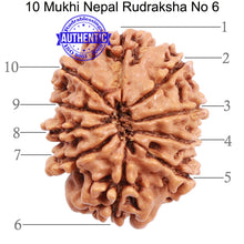 Load image into Gallery viewer, 10 Mukhi Nepalese Rudraksha - Bead No 6
