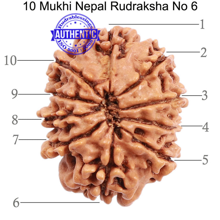 10 Mukhi Nepalese Rudraksha - Bead No 6