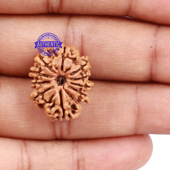10 Mukhi Nepalese Rudraksha - Bead No 6
