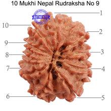Load image into Gallery viewer, 10 Mukhi Nepalese Rudraksha - Bead No 9
