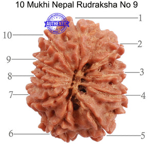 10 Mukhi Nepalese Rudraksha - Bead No 9