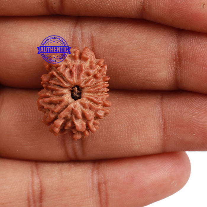 10 Mukhi Nepalese Rudraksha - Bead No 9