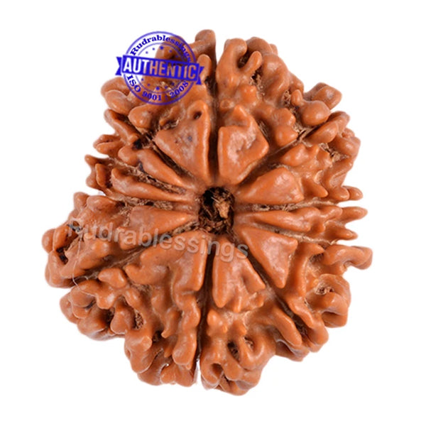 10 Mukhi Nepalese Rudraksha - Bead No. 104