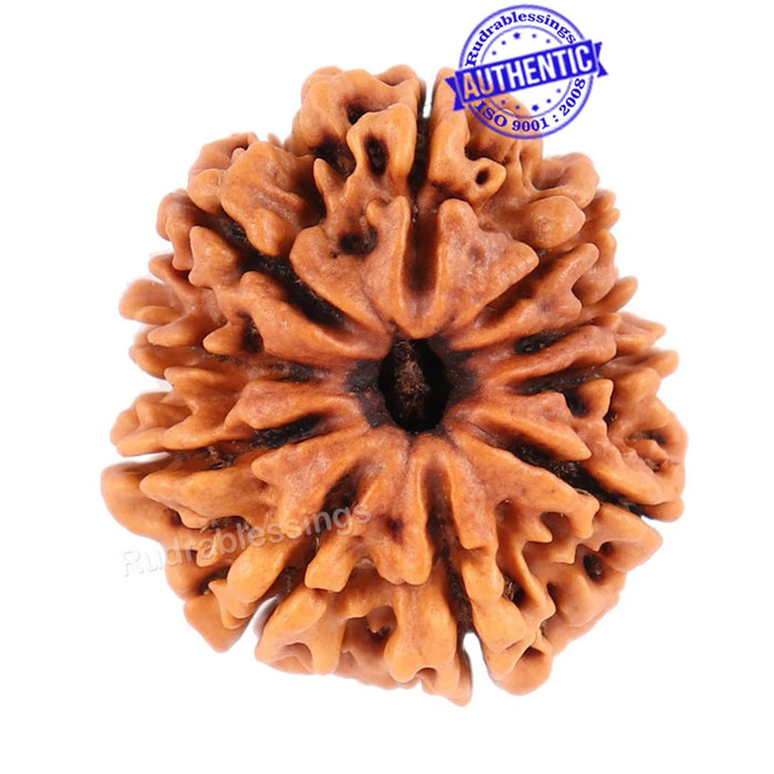 10 Mukhi Nepalese Rudraksha - Bead No 183