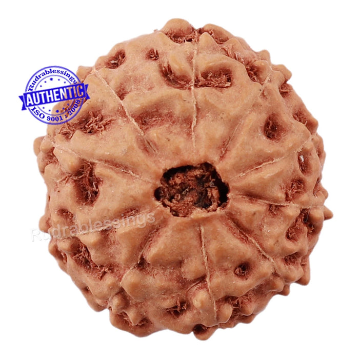 10 Mukhi Rudraksha from Indonesia - Bead No. 204