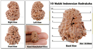 10 Mukhi Rudraksha from Indonesia - Bead No. 27