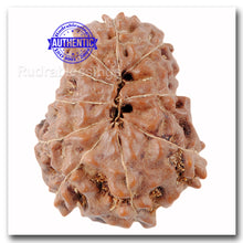 Load image into Gallery viewer, 10 Mukhi Rudraksha from Indonesia - Bead No. 27
