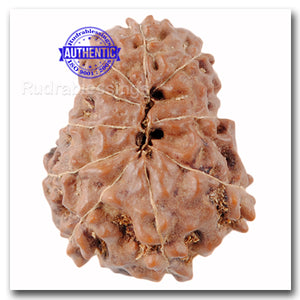 10 Mukhi Rudraksha from Indonesia - Bead No. 27